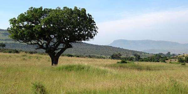 Kigélie (Salámový strom) v Masai Mara