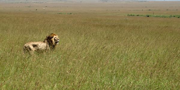 Vládce savany. Masai Mara
