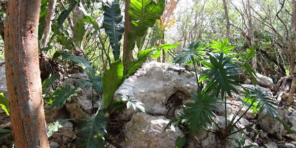 Chichen Itza, zbytky tropické vegetace