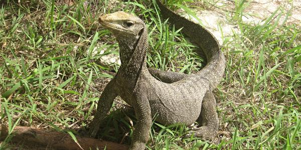 Varan, Phi Phi