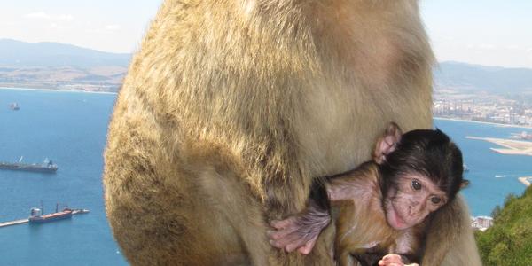 Makak s mládětem, Gibraltar