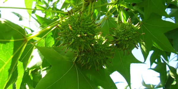 Ambar styracifolia, Valencie