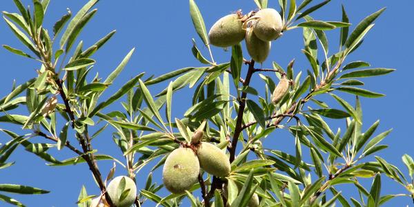 Dozrávající mandle, Granada