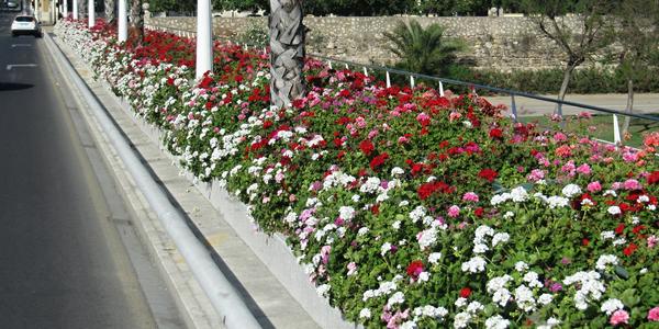 Květinový most, Valencie