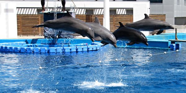 Létající delfíni, Valencie