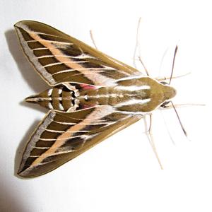 Nezvaná návštěva v mém pokoji, Lloret