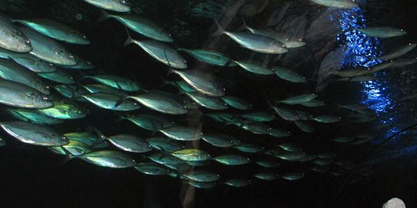 Pod hladinou moře, Oceanárium Valencie