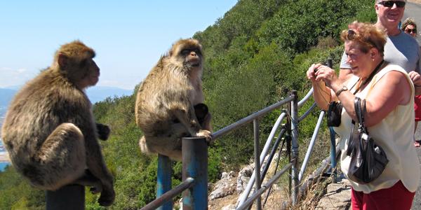 Pózující makakové, Gibraltar