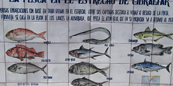 Ryby v Gibraltarské úžině, Tarifa