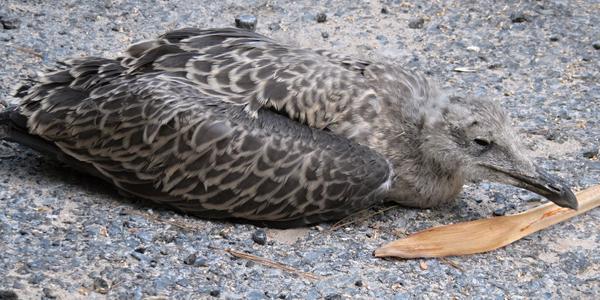 Umírající pták, Benalmadena