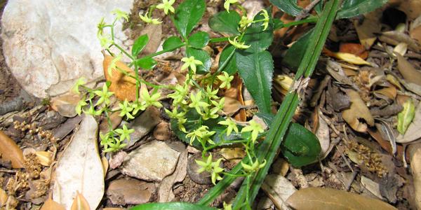 V lesích Montserratu