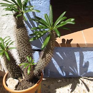 Zátiší, Peniscola