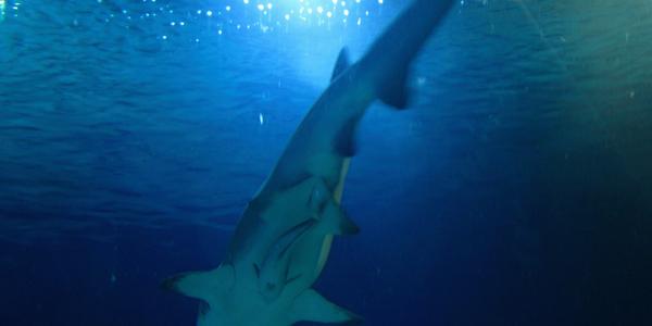 Žralok s mládětem, Valencie