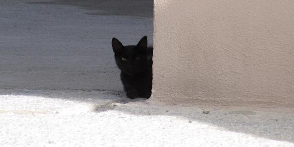 Černá a bílá, Purulena