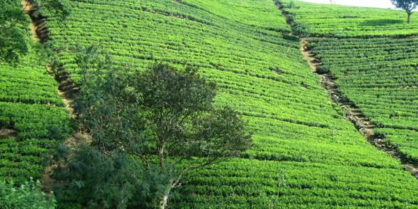 Nuwara Eliya, čajové plantáže