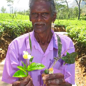 Na čajové plantáži, Nuwara Eliya