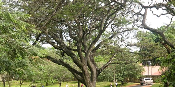 Rain tree, Anuradhapura