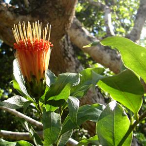 V arboretu v Peradenii