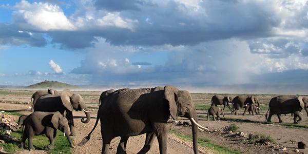 Sloni v Amboseli