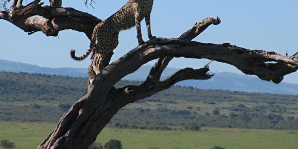 Na rozhledně, gepard v Masai Mara
