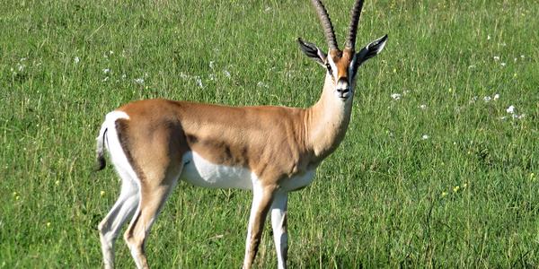 Samec gazely Grantovy, Masai Mara