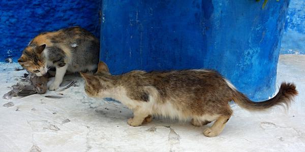 Kocour v Rabatu 3