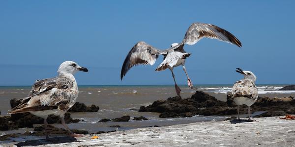 V Essaouira