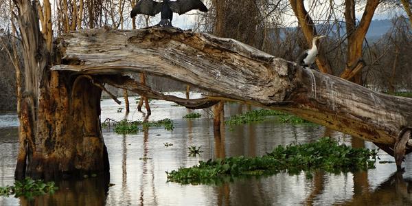130. Rozlité jezero Naivasha