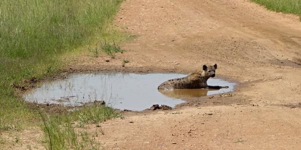 220. Oblíbené ochlazení, hyena v  Masai Mara