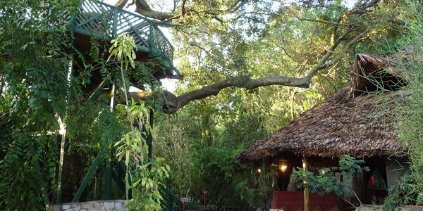 Fig Tree, atrium