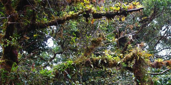 092. Prales  Monteverde