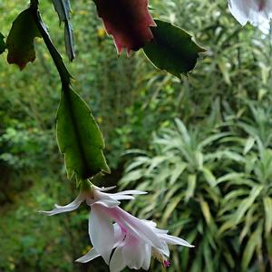 163. Chata pod Cerro Ena