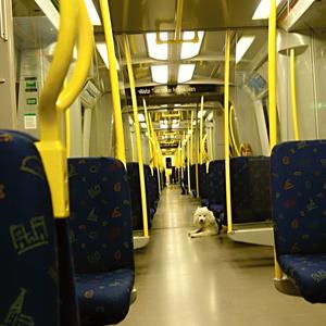 119. Stockholmským metrem sama se psem