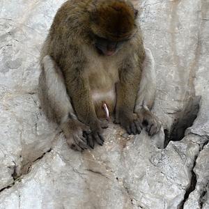144. Co s tím, Gibraltar