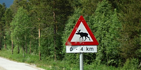 17. Pozor los, Gudbransdalen