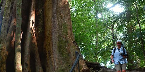 216.Palenque, zbytky pralesa