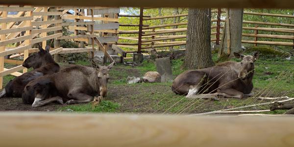 31. Losice, Skansen 2