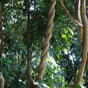 126. Liány v arboretu Peradeniya