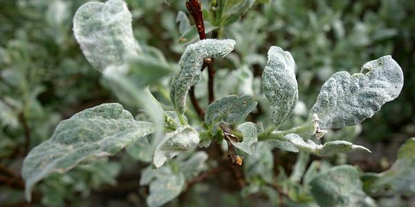 053. Vrba vlnatá, Salix lanata