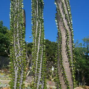 66. V parku La Paloma, Benalmadena 6a