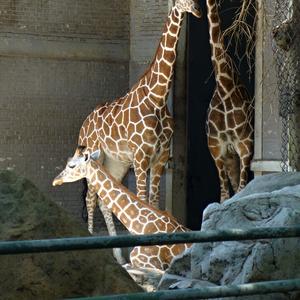 226. Šanghaj, ZOO, žirafa Rotschildova