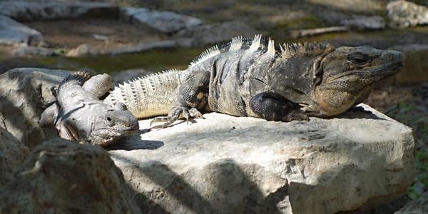 126. Uxmal, leguáni
