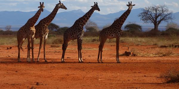 043-Tsavo West, nosorožčí rezervace, žirafy 7