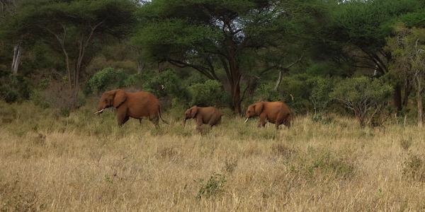 083-Tsavo West, červení sloni