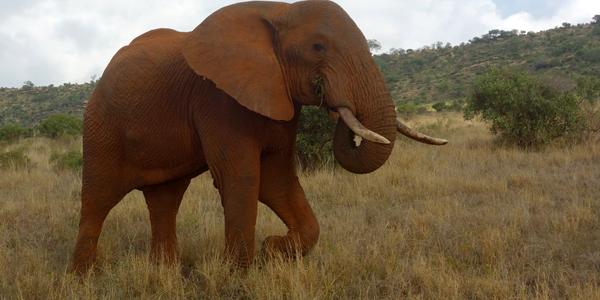 085-Tsavo West, červení sloni
