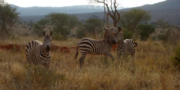 086-Tsavo West, zebry