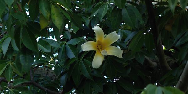 020. Barcelona, kvetoucí ceiba