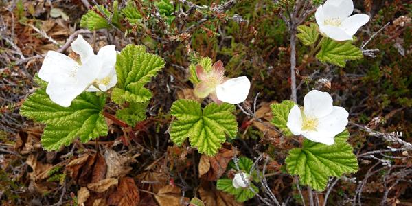 032-Alta, Rubus chamaemorus, ostružiník moruška