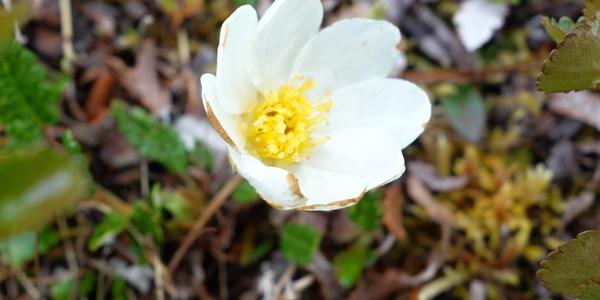 092-NP Abisko, Mountain Avens, Dryas octopetala