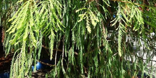 121. Tule, slavný tisovec Taxodium mucronatum